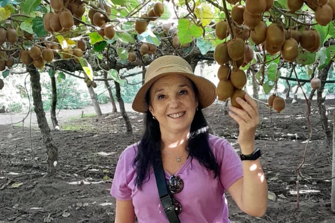 Visitantes cosechando kiwis en un parral agroecológico de Saladillo, provincia de Buenos Aires.