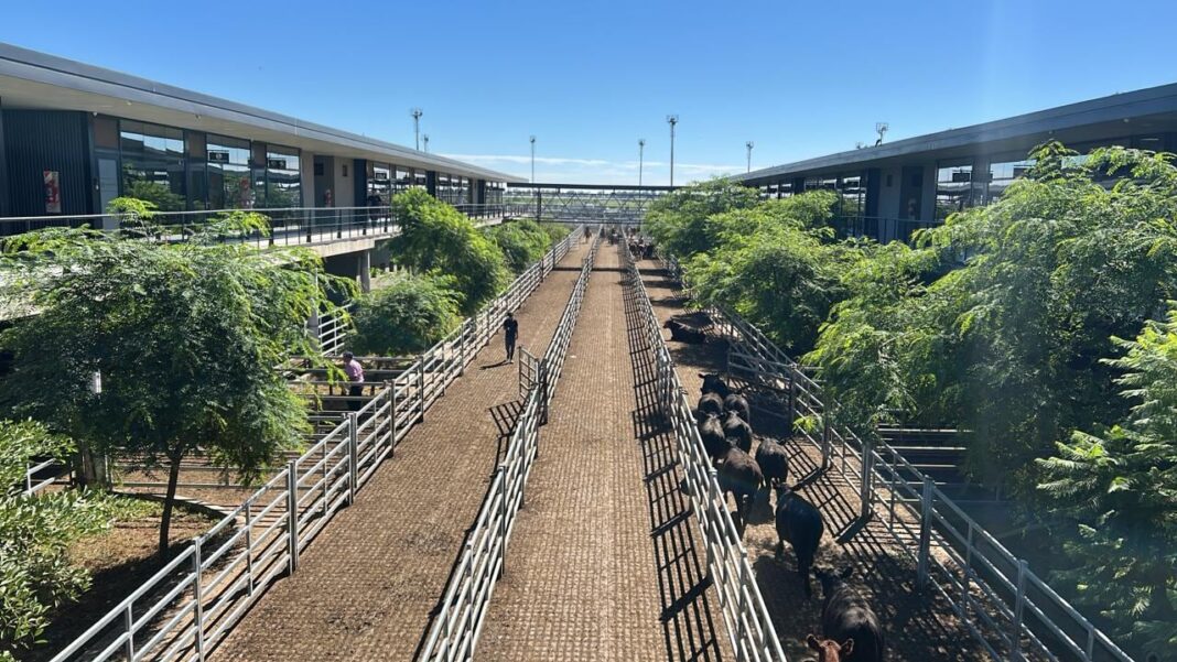 Ganado vacuno en el Mercado Agroganadero de Cañuelas
