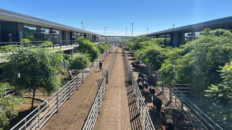 Ganado vacuno en el Mercado Agroganadero de Cañuelas