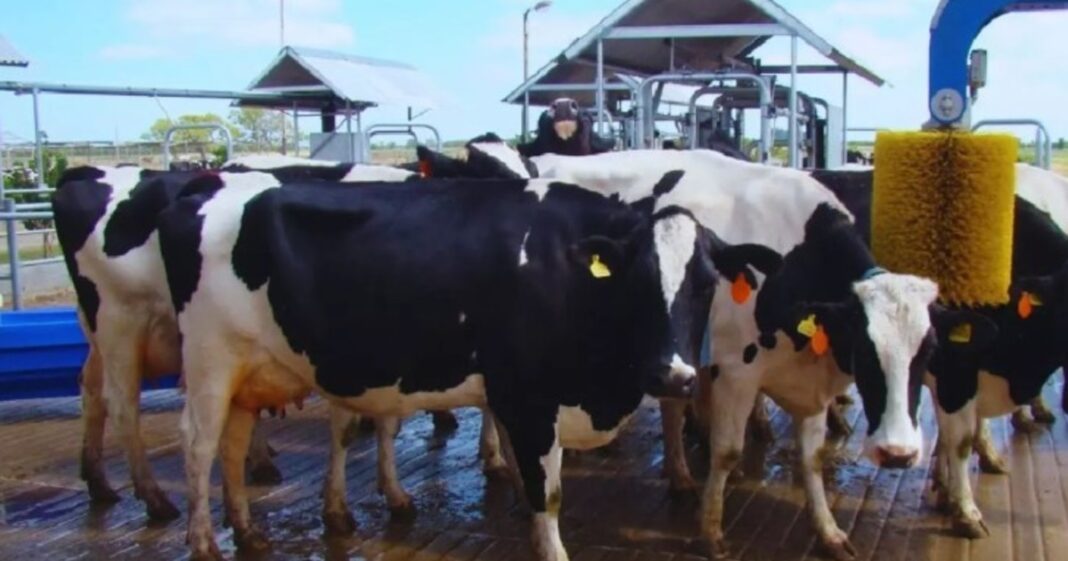 Vaca siendo ordeñada por un robot en un tambo automatizado del INTA Rafaela