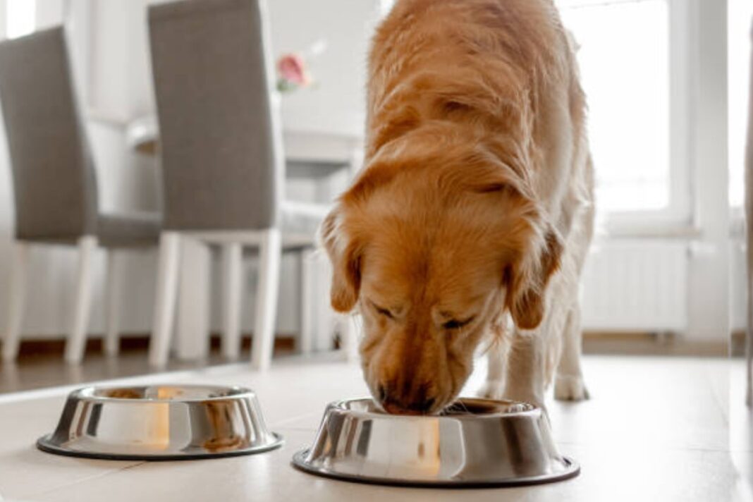 Perro comiendo de un plato en un hogar argentino, con fondo de cocina