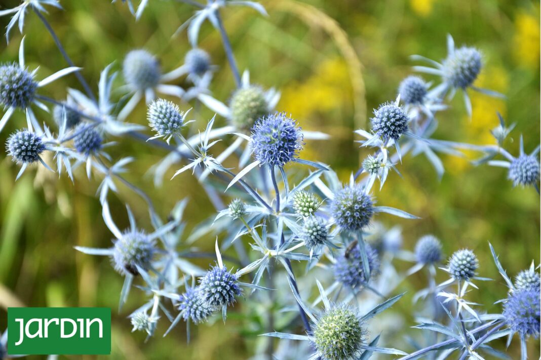 Detalle de la flor escultórica de una planta Eryngium, conocida como 'erizo vegetal', en un jardín naturalista.