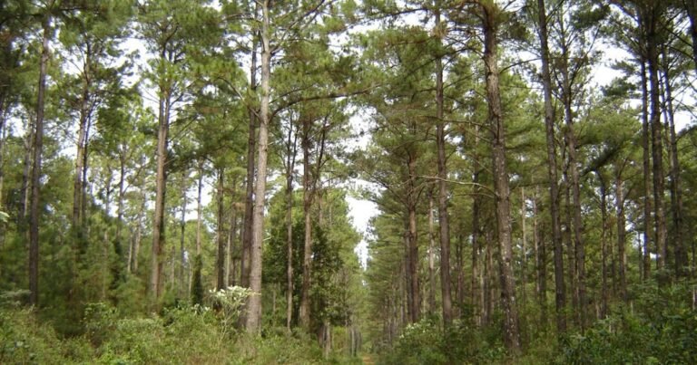 Ilustración de una planta industrial forestal o un bosque de pinos en la región de Corrientes.