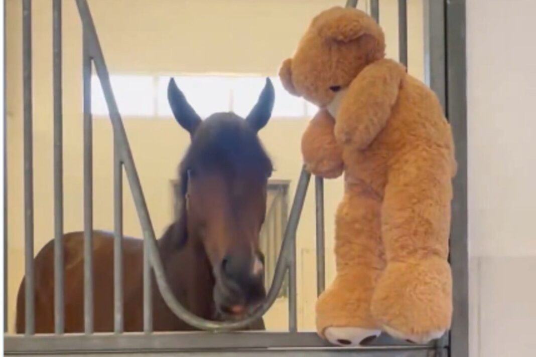 Magnitude, el caballo ganador de la Dubai World Cup, junto a su oso de peluche en el box.