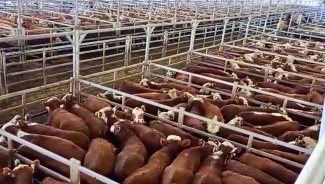 Vista aérea del Mercado Agroganadero de Cañuelas con camiones y corrales.