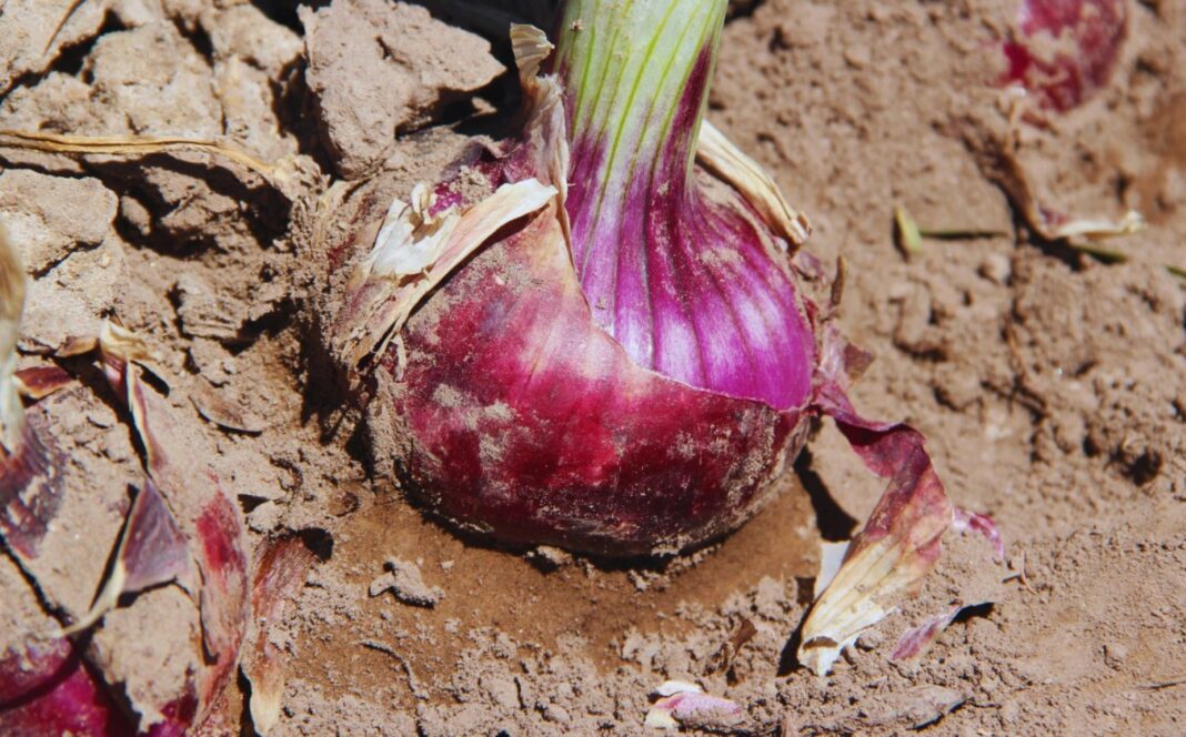 Primer plano de una nueva variedad de cebolla de color rojo intenso desarrollada en Argentina.