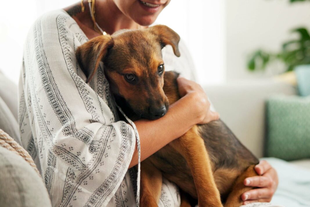 Persona paseando un perro durante una experiencia de pet sitting en un barrio residencial.