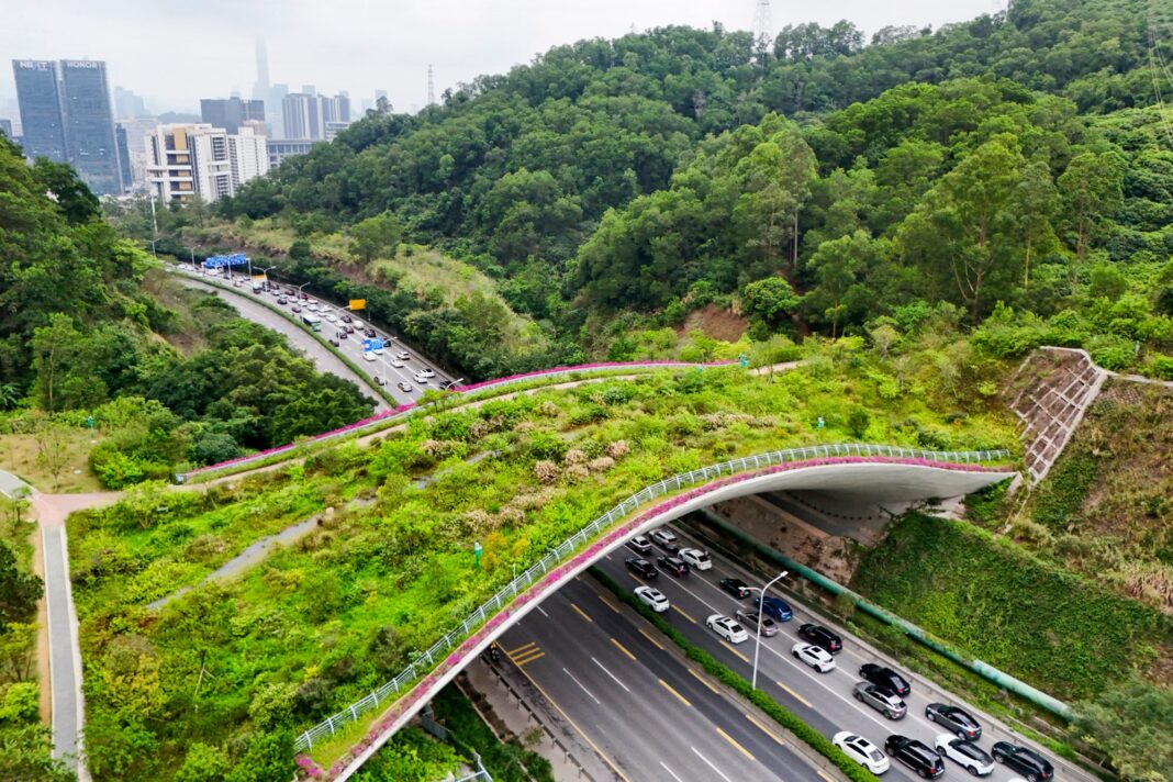 Puente del Sendero Kunpeng N°1 en Shenzhen, corredor ecológico urbano en China