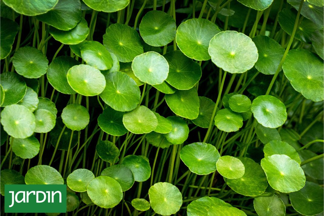Hojas de redondita de agua creciendo en una vereda