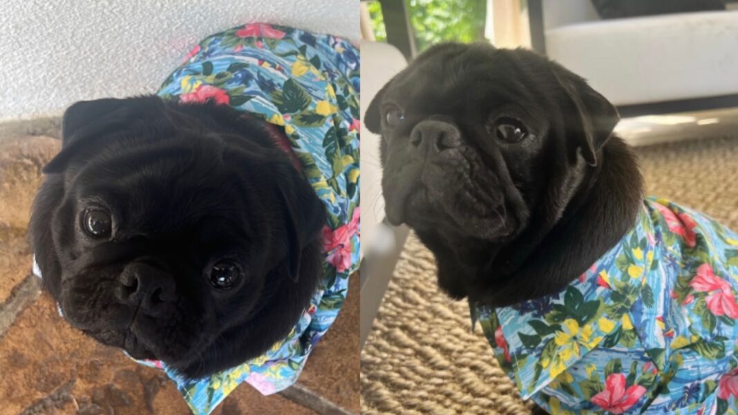 Perro pug negro llamado Chancho de la familia Aguilar
