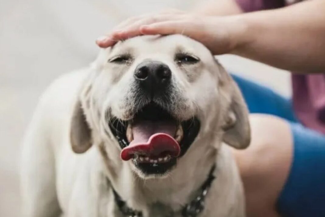 Persona acariciando a un perro en el pecho y detrás de las orejas