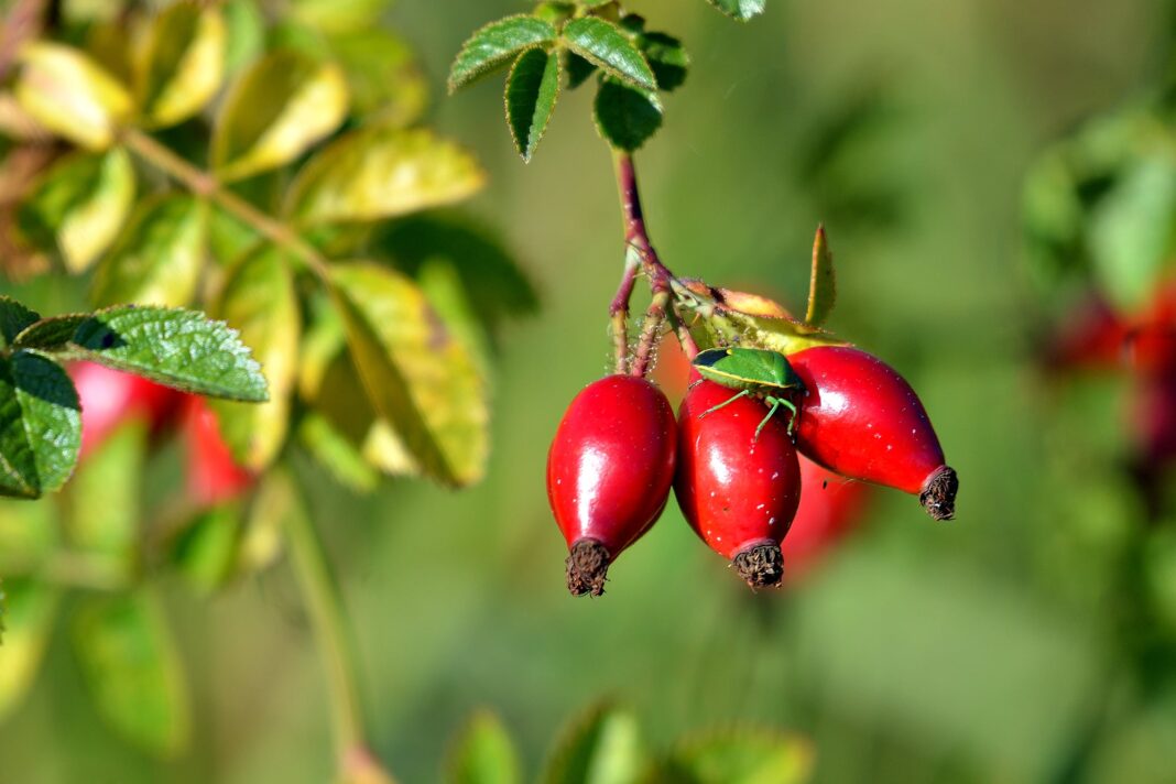 Frutos rojos de rosa mosqueta en un arbusto silvestre de la Patagonia
