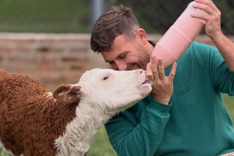 Ternera Raquelita recostada sobre paja, recuperándose junto al veterinario Gastón Britos en un campo de Los Tres Pozos, Córdoba